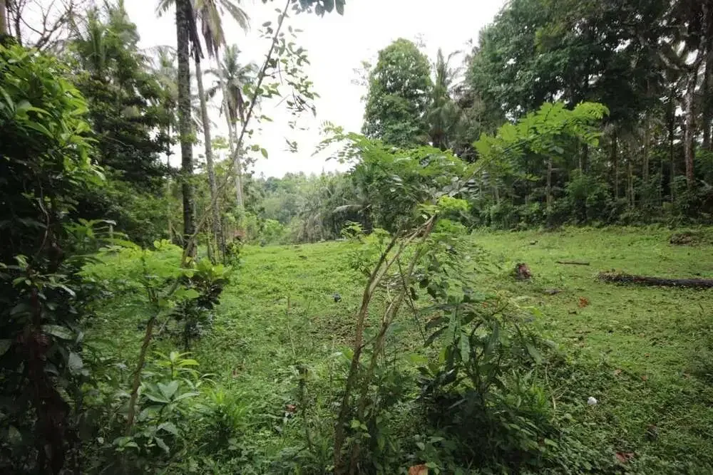 DIJUAL TANAH KEBUN COCOK UNTUK PERUMAHAN - Image 5 of 7