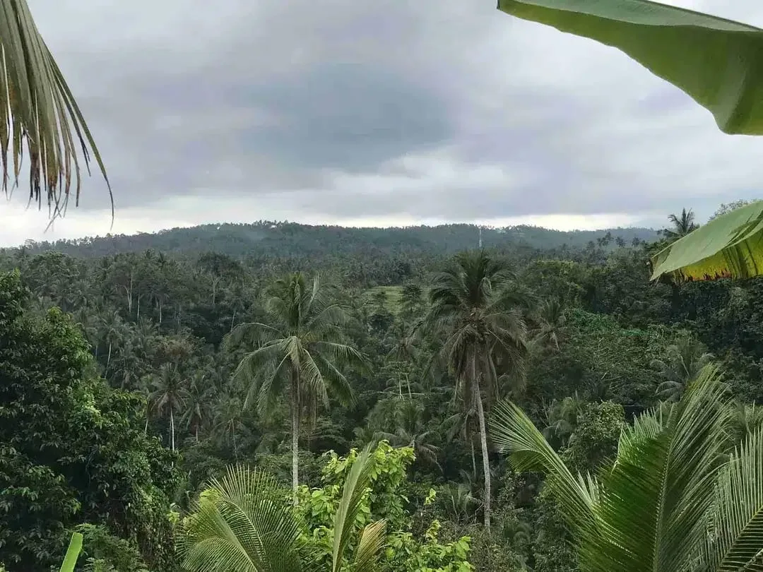 jual tanah kebun murah harga 100 ribu / meter di selemadeg tabanan bali. - Image 4 of 10