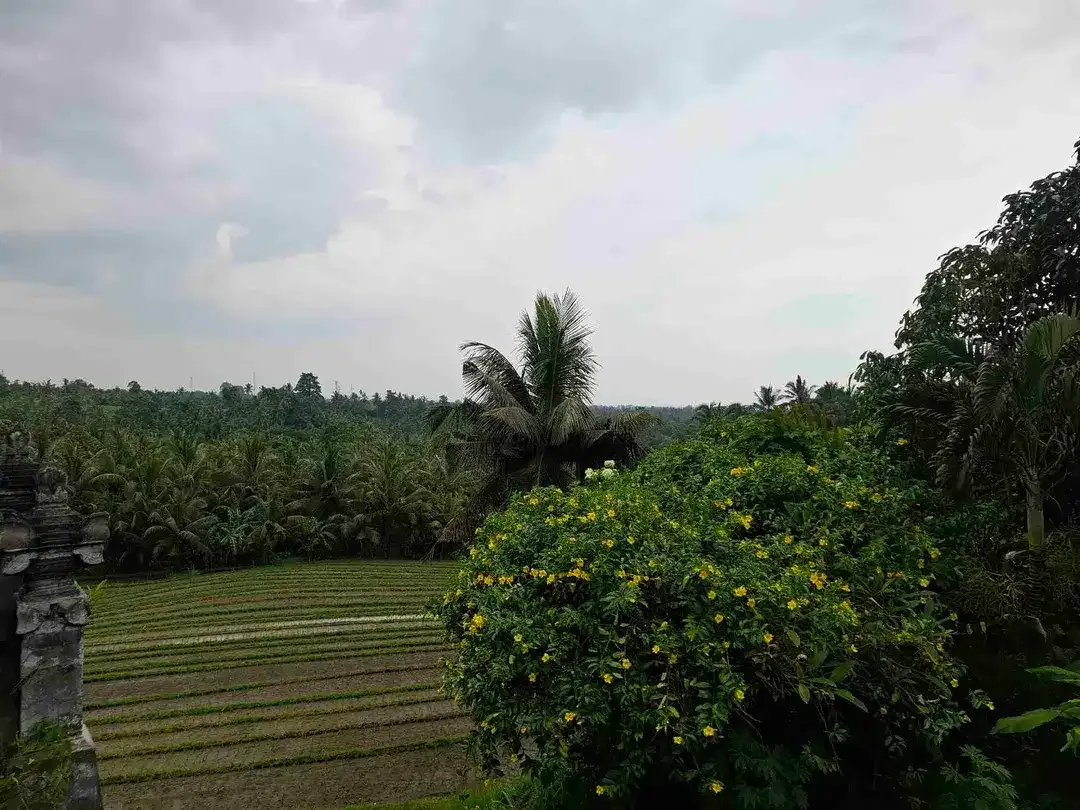luasan kecil view sawah - Image 3 of 8