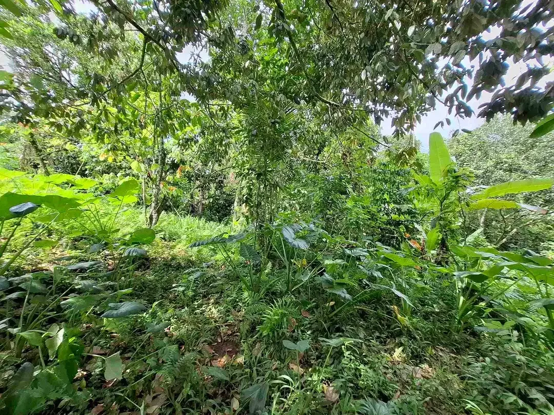 tanah kebun sangat murah view laut dan sawah dekat jatiluih di tabanan bali - Image 9 of 10