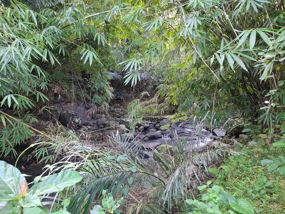 Tanah kebun los sungai jernih berisi banyak pohon kakau dan pohon kelapa di tabanan bali - Image 3 of 10