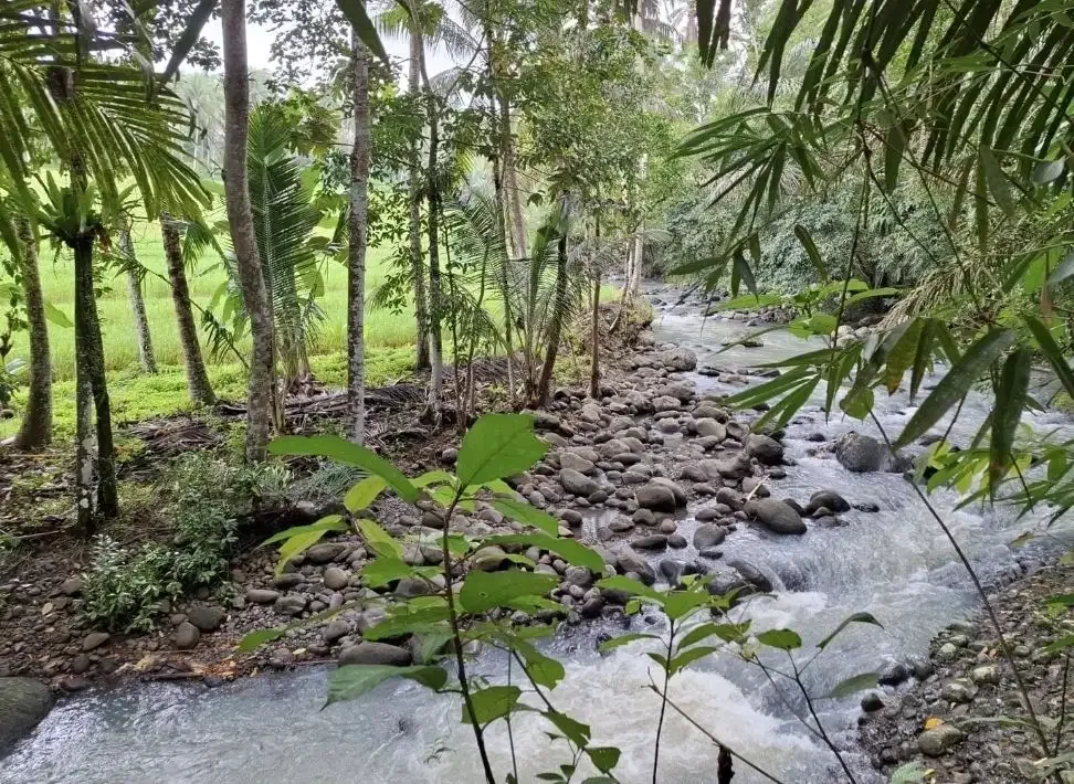 Dijual tanah kebun los sungai dengan view sawah terasering - Image 4 of 8