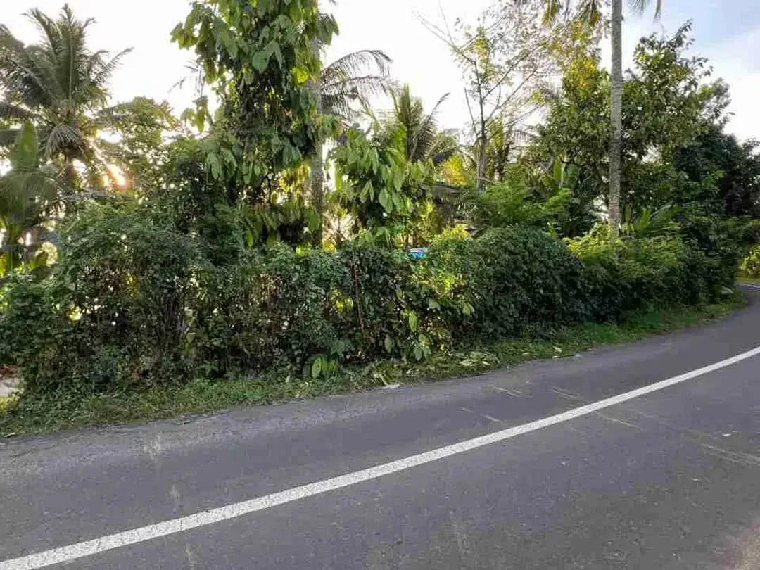 jual tanah pinggir jalan utama view sawah dekat kota tabanan bali - Image 3 of 10