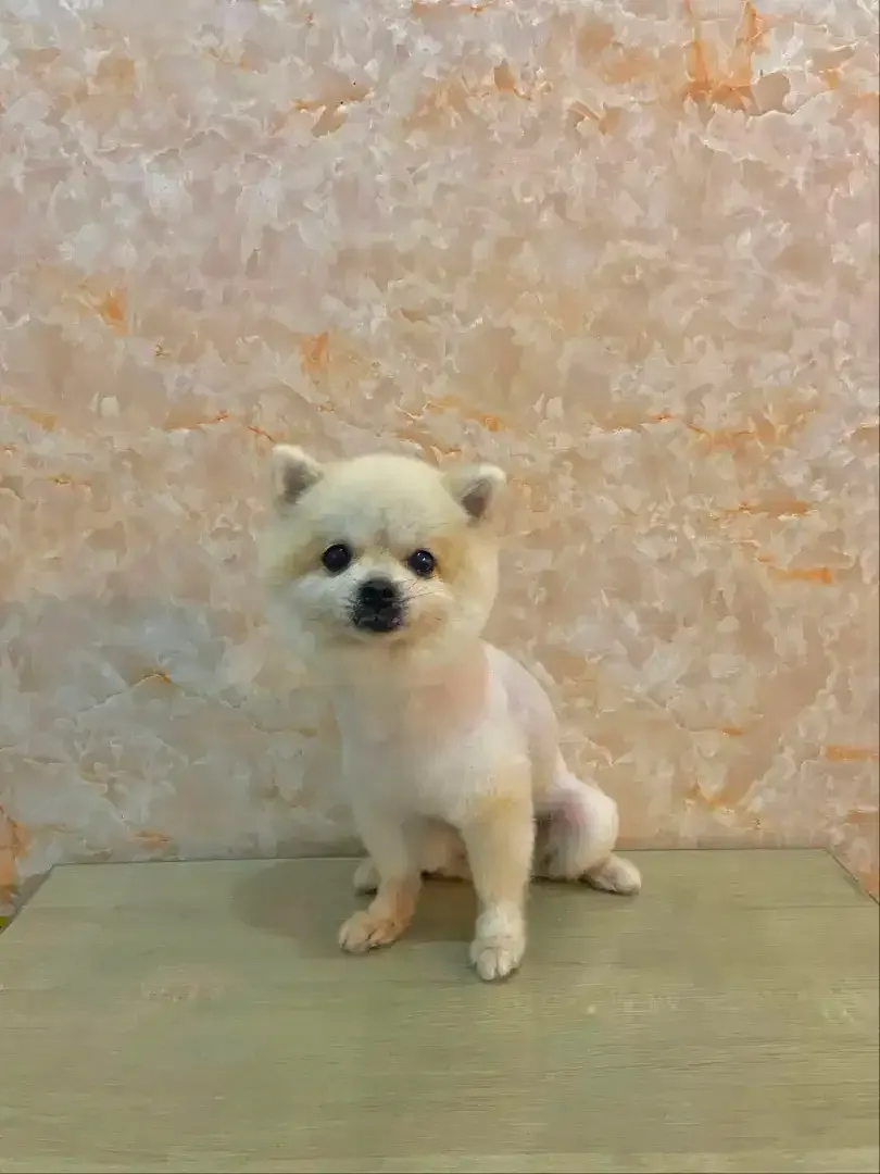 JSS GROOMING SALON - Image 8 of 10