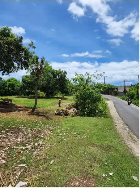 Tanah Murah 1,5 Hektar di Pantai Melasti Ungasan - Image 5 of 10