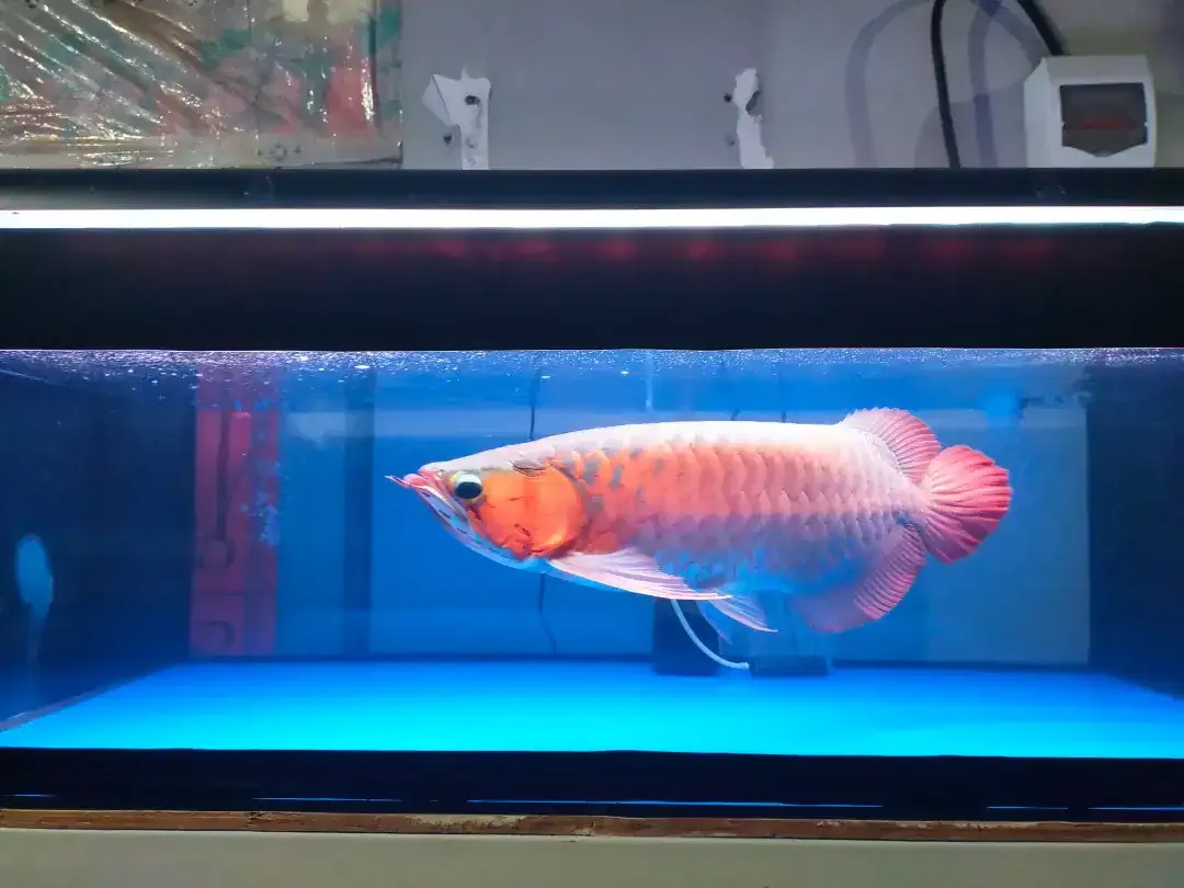Arwana / Arowana Super Red Kalimantan 45CM ( Warna Full Blok ) - Image 4 of 5