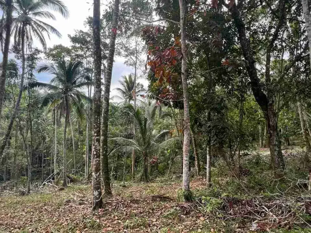 jual tanah kebun view sawah los sungai di tabanan bali - Image 5 of 10