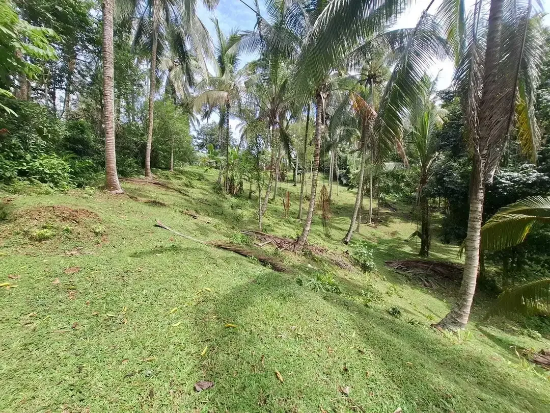 Dijual tanah kebun view sawah yang sangat exotik di tabanan bali - Image 4 of 9
