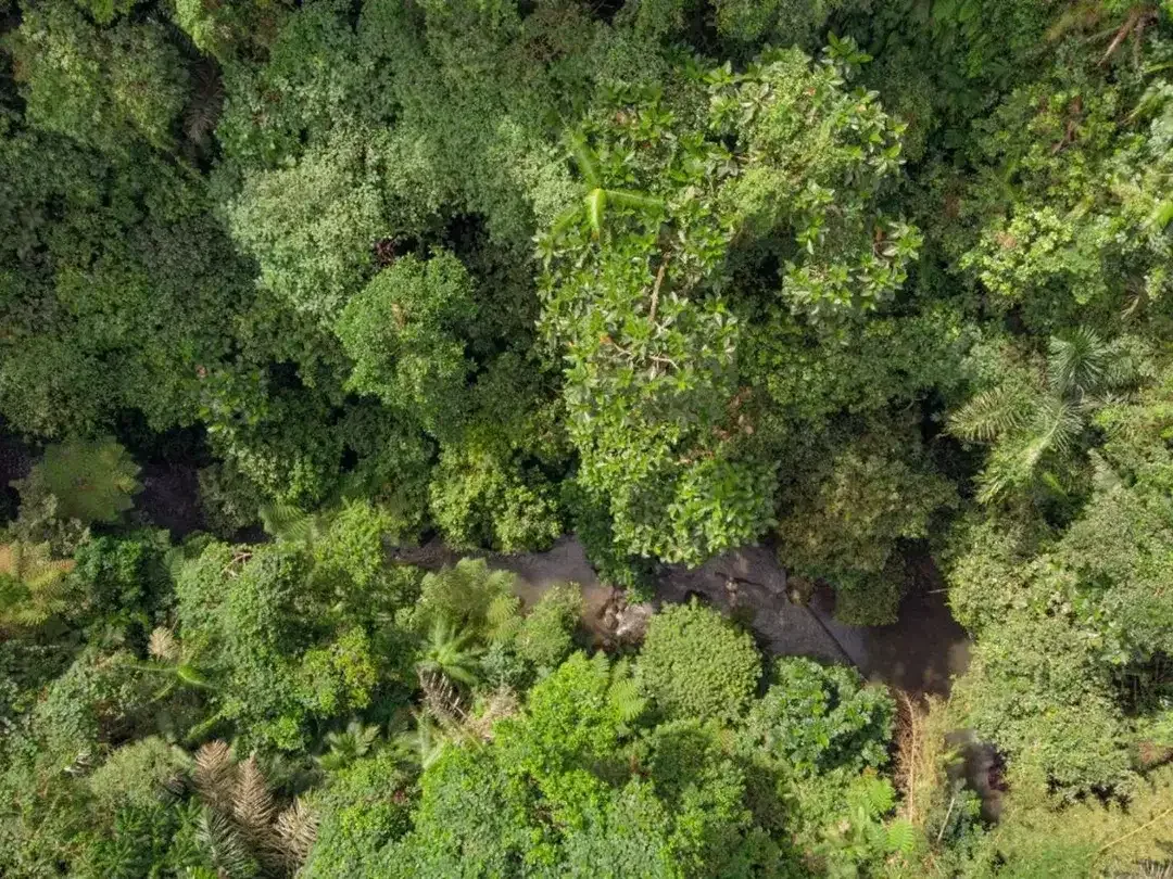 12,619 sq m of Freehold Land with Stunning River and Valley Views Located 7 Minutes from Ubud Palace - Image 5 of 6
