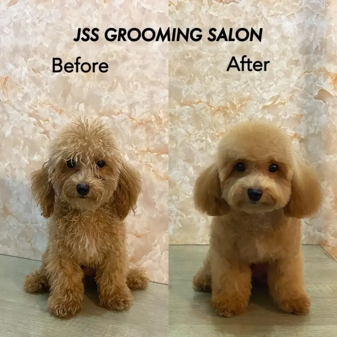 Jss grooming salon anjing - Image 6 of 10