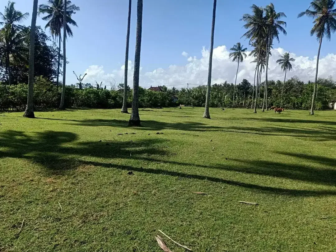 Beach front land di Perancak 30 menit ke pantai Medewi Bali - Image 7 of 8