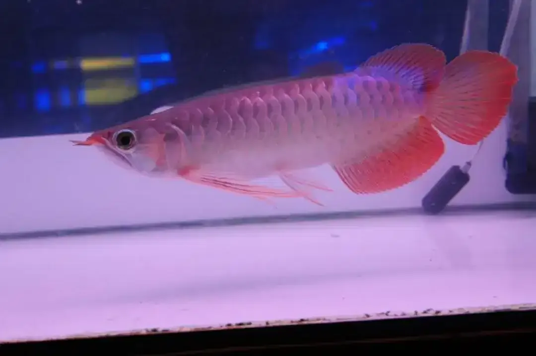 Arwana / Arowana Super Red Kalimantan (KUALITAS KONTES) - Image 4 of 6