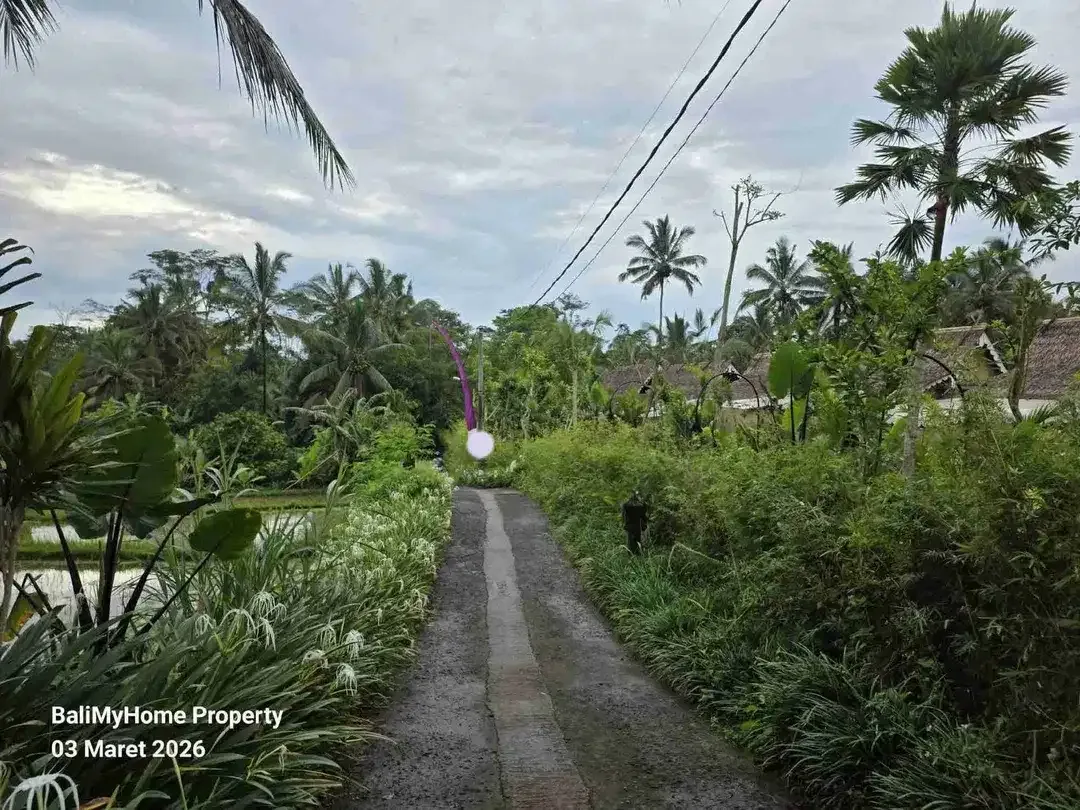 tanah dijual murah di payangan Ubud Gianyar - Image 4 of 6