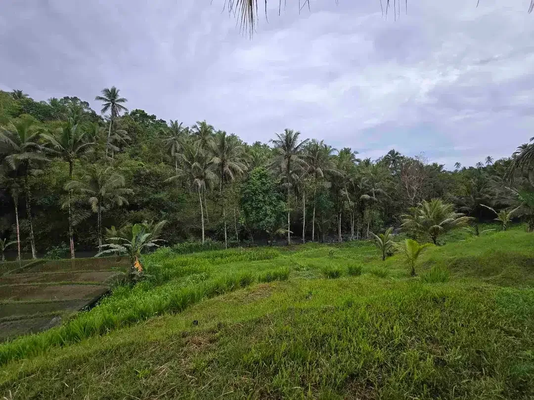 Dijual tanah los sungai dan vieq sawah murah di bali - Image 1 of 10