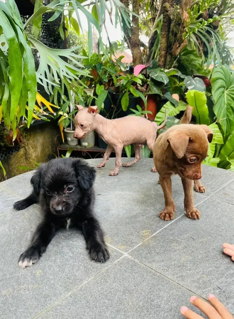 Xoloitzcuintle / Mexican Xolo - Image 6 of 8