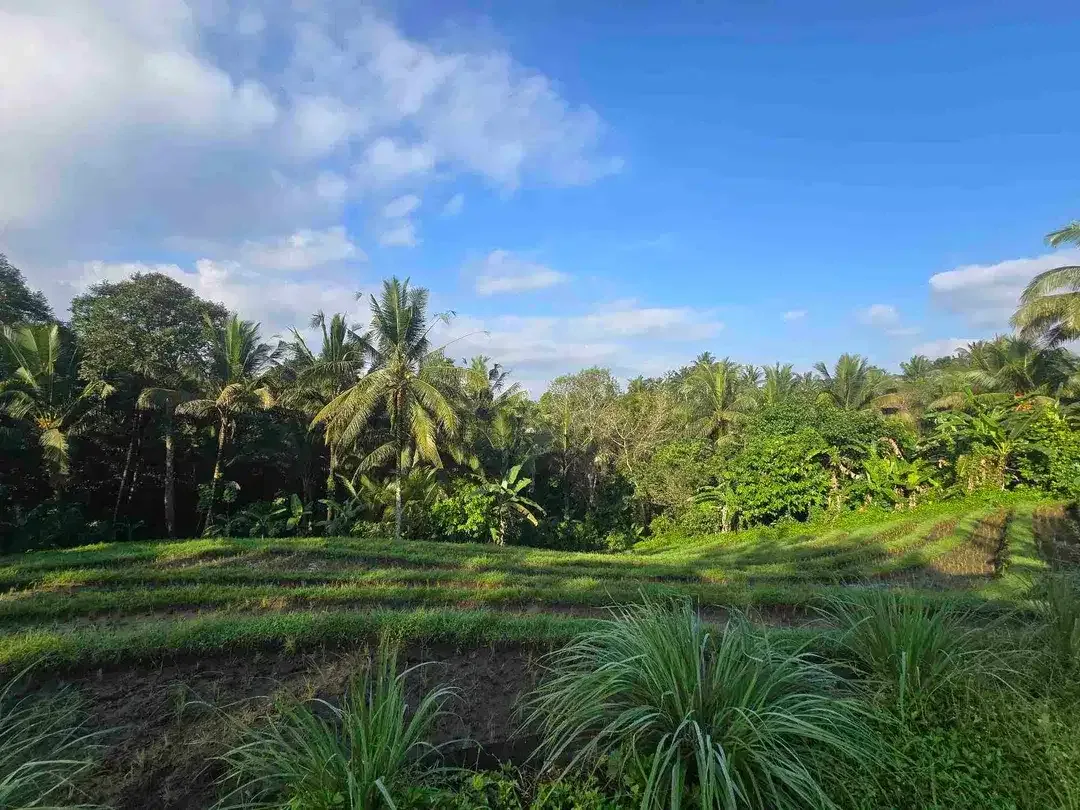 Dijual tanah kecil  sawah dan kebun di lingkungan villa tabanan bali - Image 5 of 10