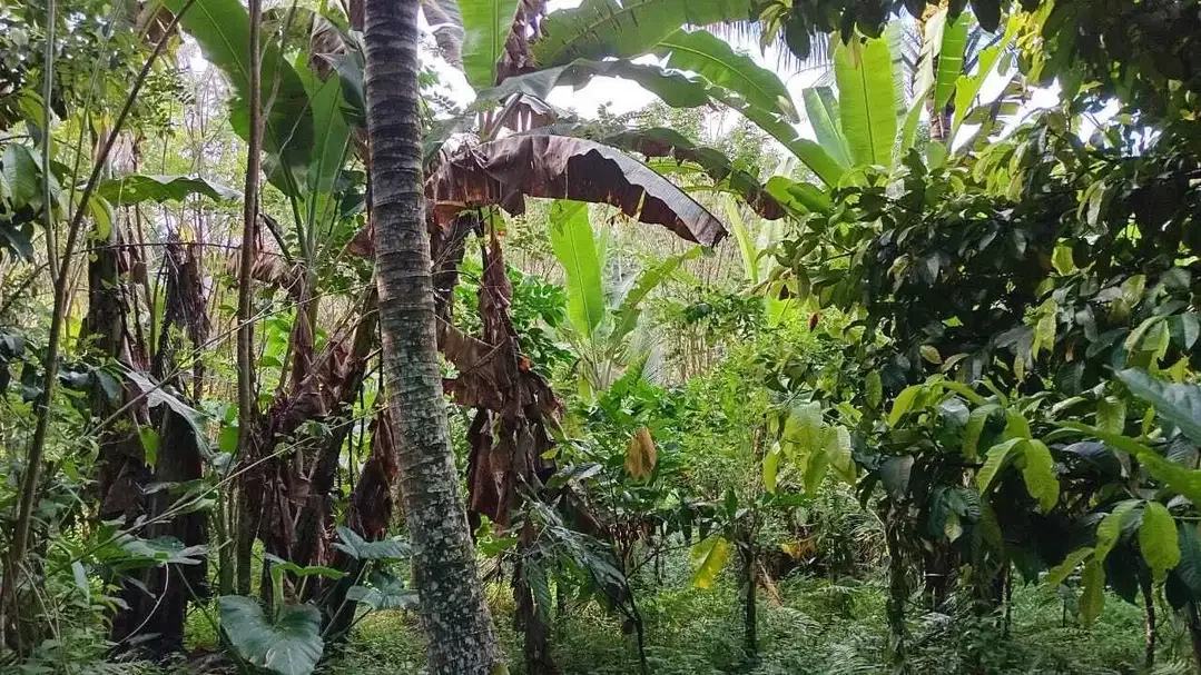 Dijual tanah kebun murah los sungai kecil - Image 2 of 7