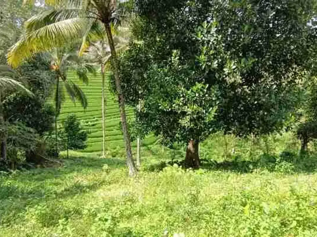 Land for Leasehold with rice field view near Bali Eco Stay - Image 3 of 5