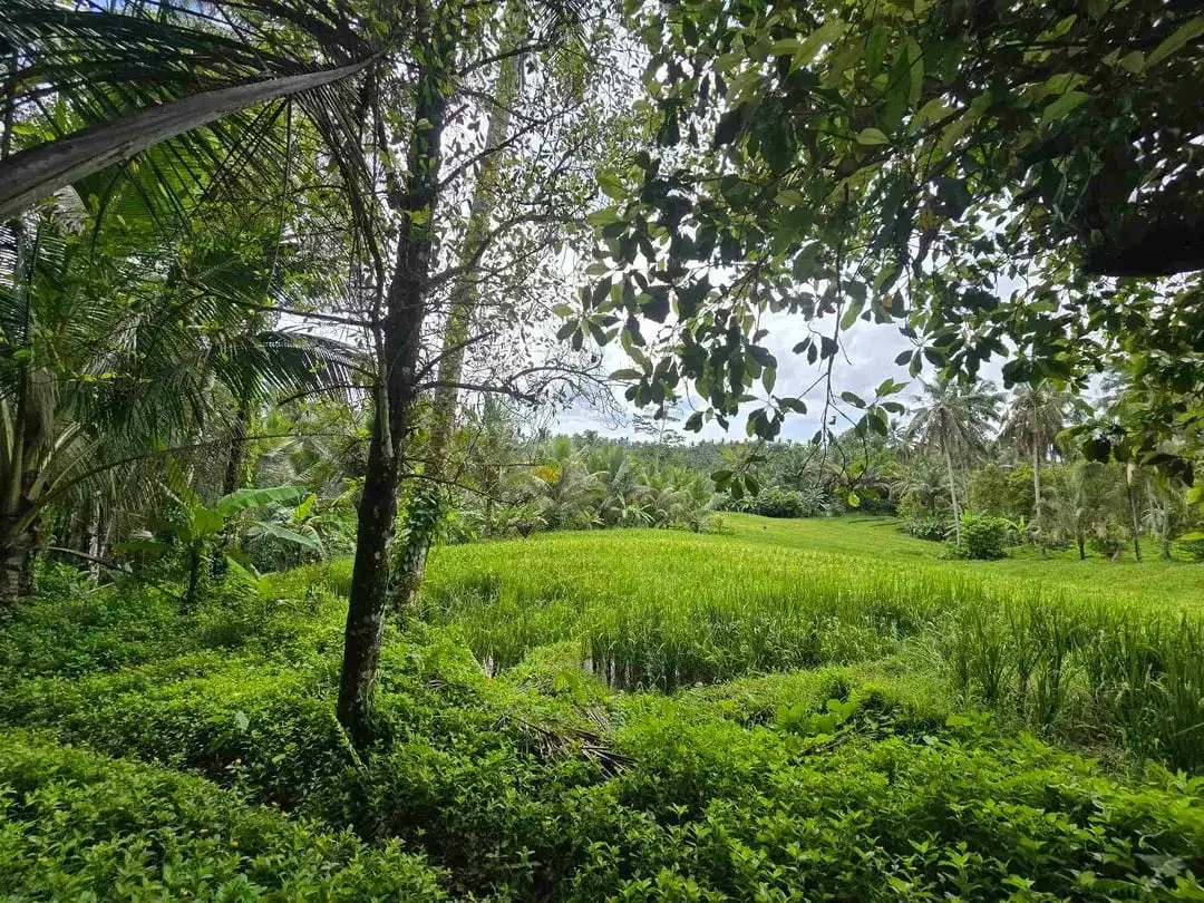 Dijual tanah view sawah cantik di kawasan villa di bali - Image 3 of 10