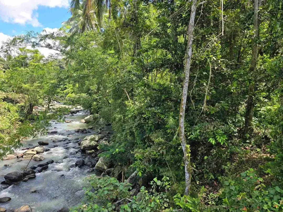 dijual tanah kecil los sungai air jernih bebatuan di penebel tabanan bali - Image 5 of 10