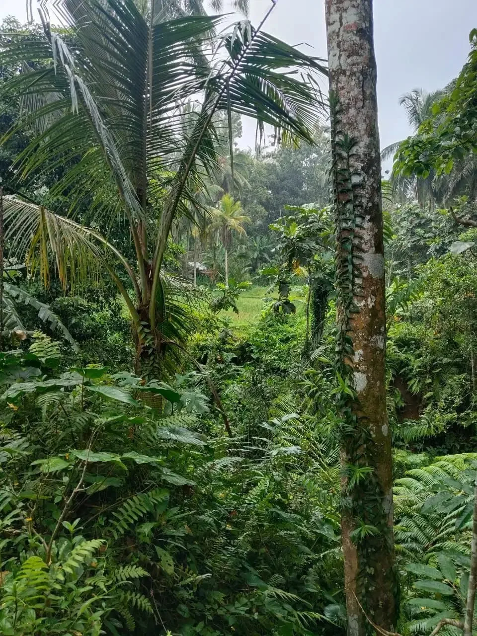 Tanah 5200m² View Jungle dan Sawah Eksotis di Kendran Ubud - Image 10 of 10