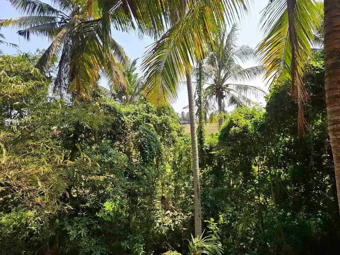 dijual tanah strategis dekat pantai wisata di tabanan dengan view sawah dab los sungai kecil berbatu - Image 4 of 10