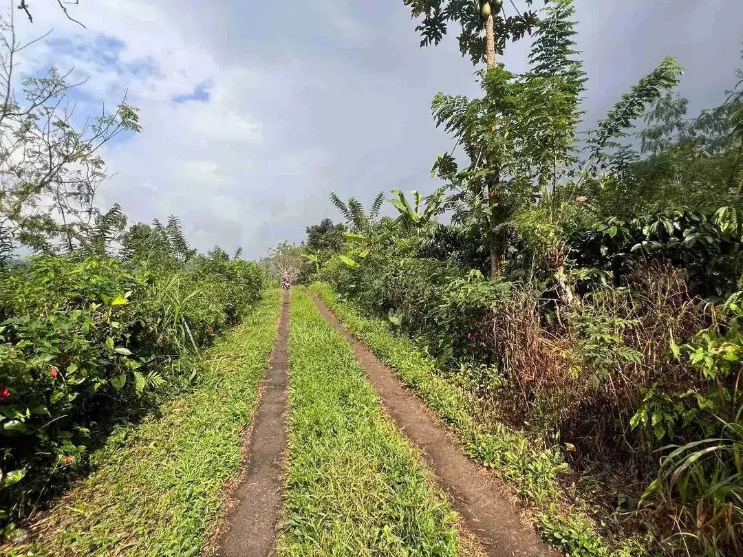 Dijual kebun kopi produktif siap panen harga murah view bagus di tabanan bali - Image 8 of 10