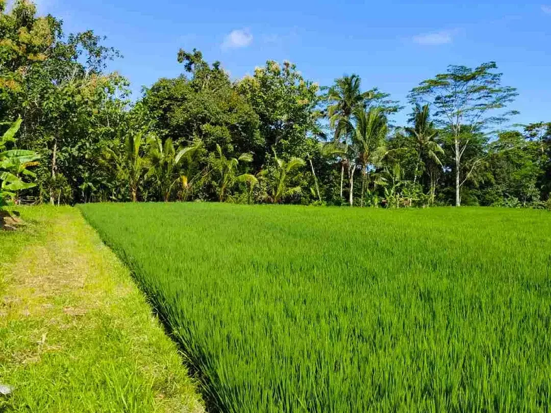 Lahan Tegalalang Ubud 5100 m², View Sawah dan Sungai Alami - Image 1 of 10