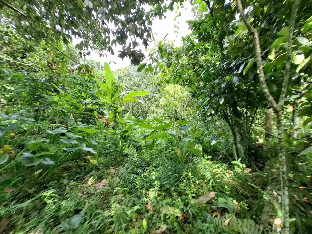 tanah kebun sangat murah view laut dan sawah dekat jatiluih di tabanan bali - Image 10 of 10