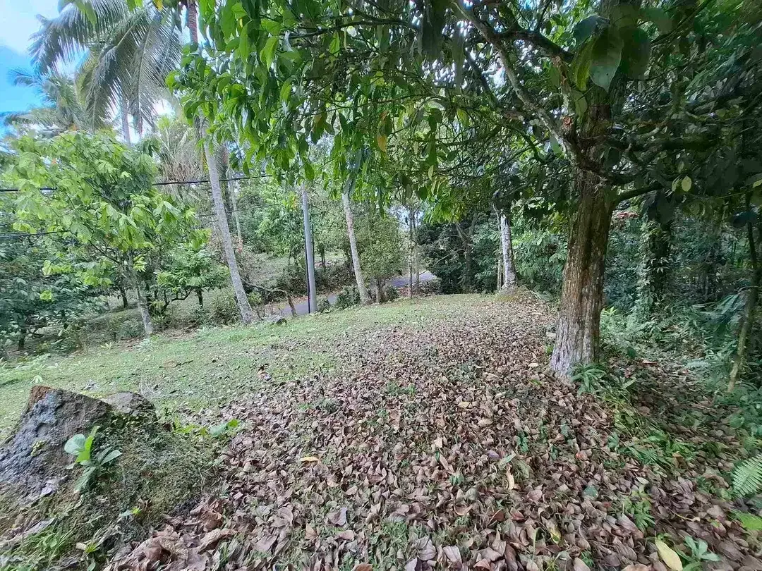 tanah kebun luasan kecil los sungai zona kuning atau zona pemukiman penduduk sudah daerah wisata di tabanan - Image 6 of 9