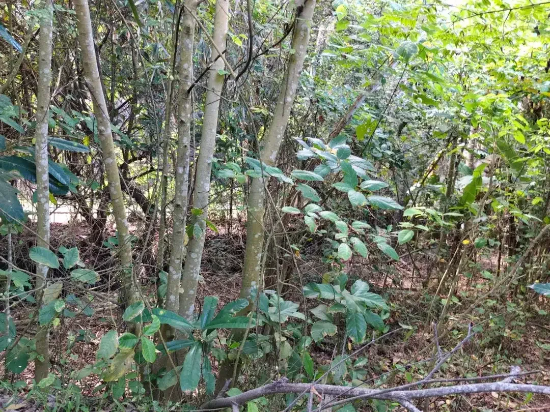 DIJUAL / DISEWAKAN TANAH PREMIUM DAN EKSLUSIF DEKAT PANTAI DI KERAMAS, GIANYAR - Image 5 of 10