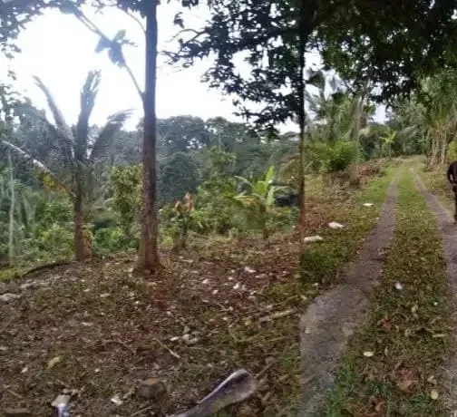 Tanah kebun dekat Talasi Estate dan Alassari Plantation Bali - Image 2 of 3