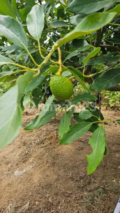 Dijual Kebun Alpukat Has Luas 3 Hektar SHM Wanagiri Buleleng Bali - Image 2 of 4