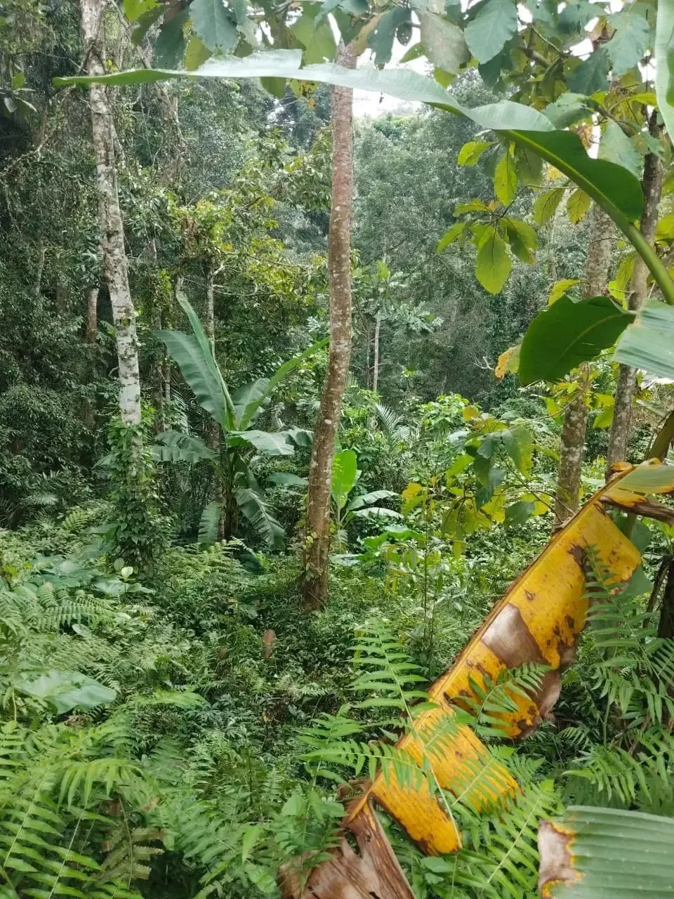 Tanah 5200m² View Jungle dan Sawah Eksotis di Kendran Ubud - Image 4 of 10
