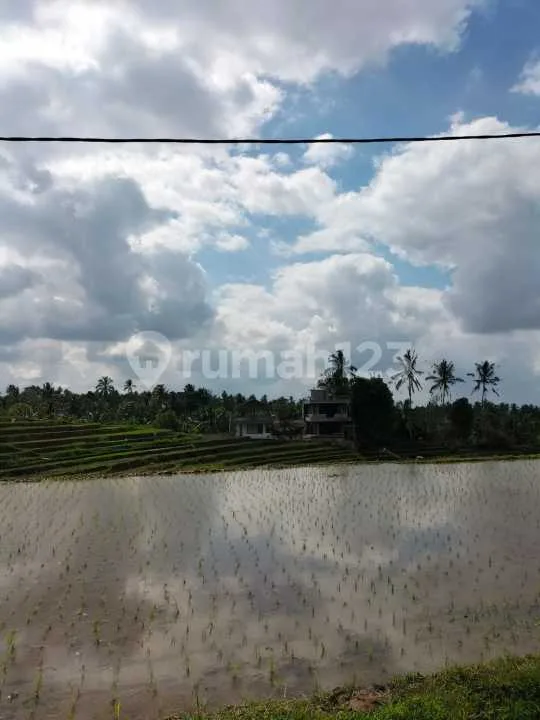 Dijual Murah Tanah SHM LT 4300 M2 di Penebel Tabanan Bali - Image 4 of 4