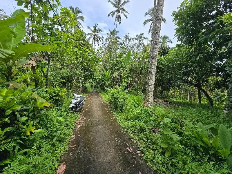 DIJUAL TANAH KEBUN  view sawah terasering di penebel tabanan bali - Image 9 of 9