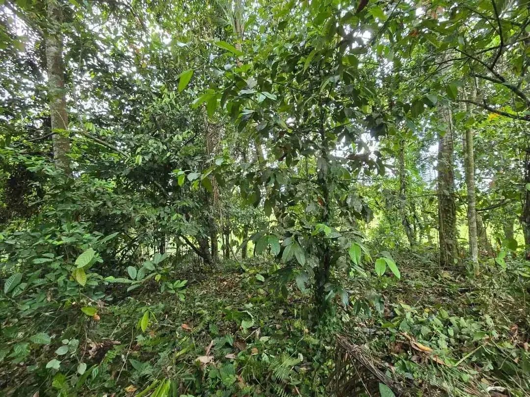 tanah kebun sangat murah dengan view sawah, gunung dan los sungai di tabanan bali - Image 8 of 10