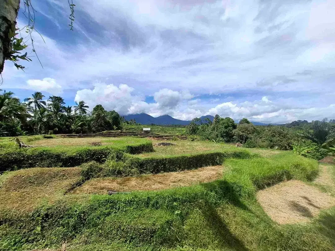 dijual tanah sawah view 5 gunung di bali - Image 1 of 10