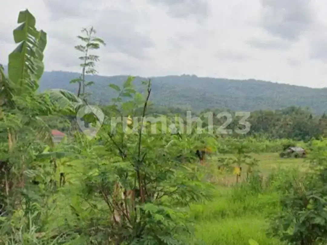 Jarang Ditemukan! Tanah Premium 1.700 M² di Singaraja-Lovina - Image 5 of 8