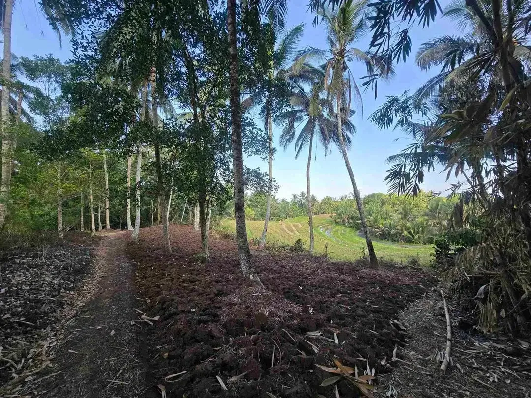 Butuh uang cepat dijual tanah datar view sawah di tabanan bali - Image 2 of 10