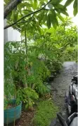 TANAH 2 ARE BONUS RUMAH DI KOMPLEK PERMATA BAWAH SILIGITA NUSA DUA - Image 2 of 7