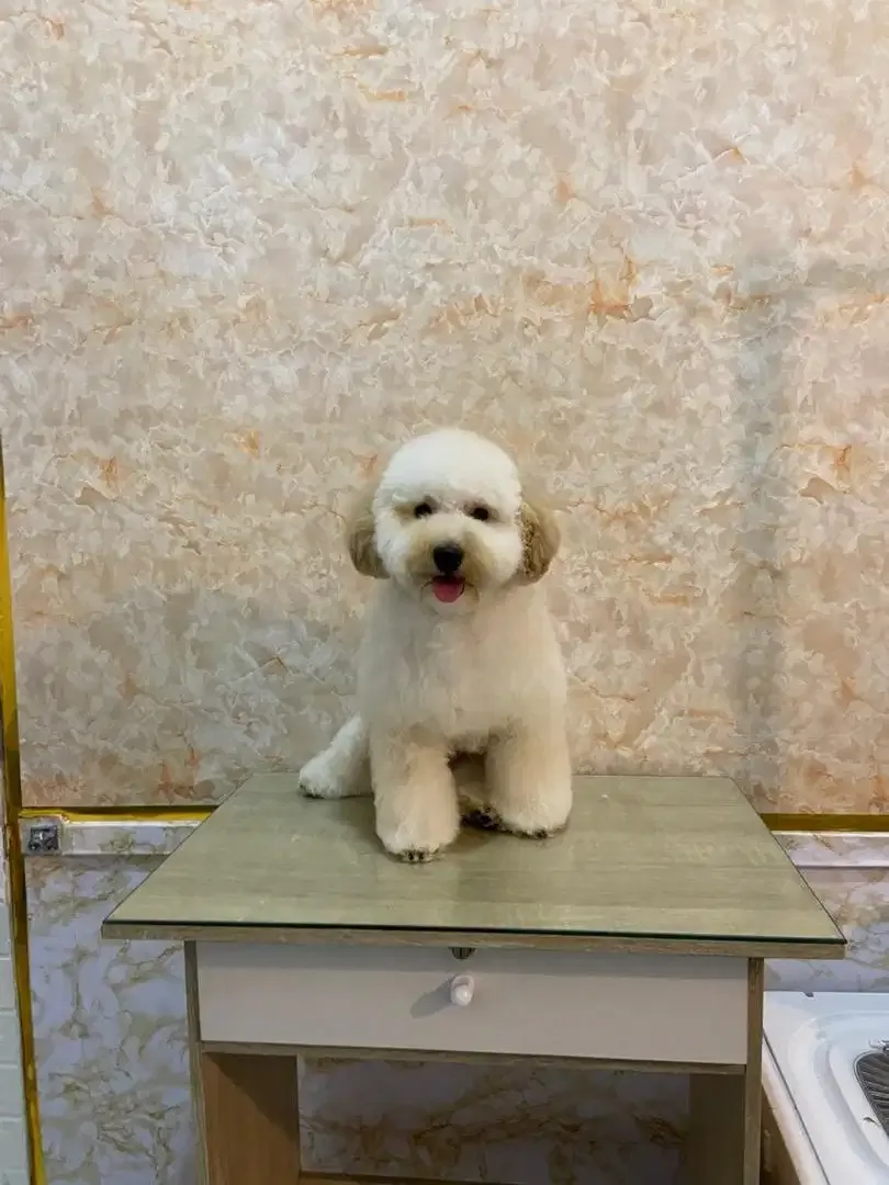 JSS Pet grooming  salon - Image 7 of 9