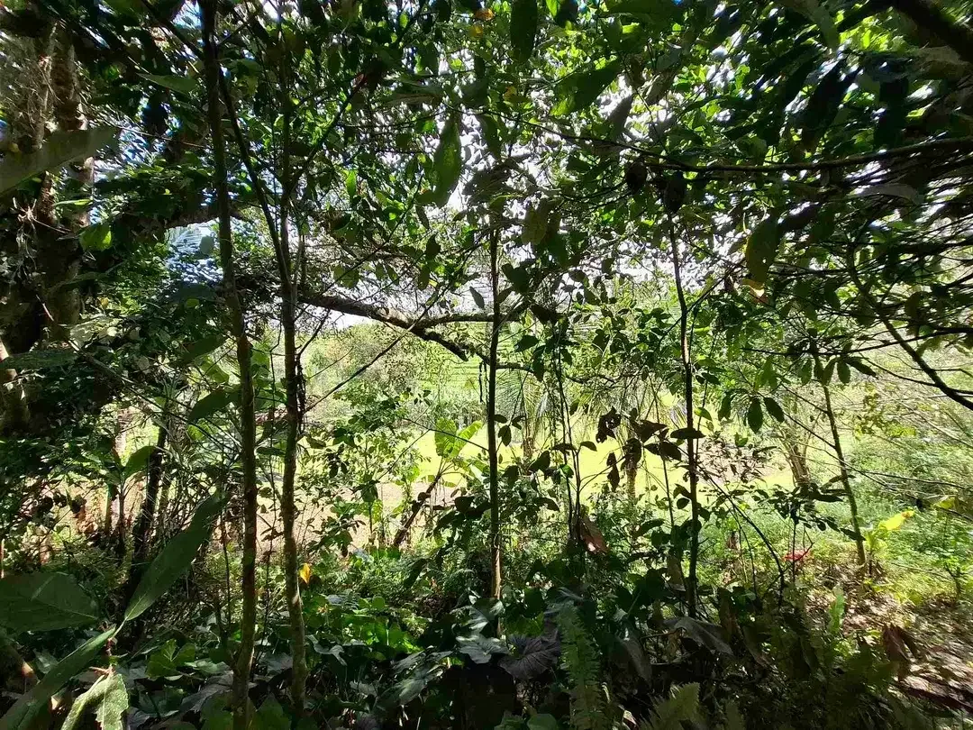 tanah kebun strategis dekat fasilatas umum dan tempat wisata mendapatkan view sawah terasering - Image 8 of 10