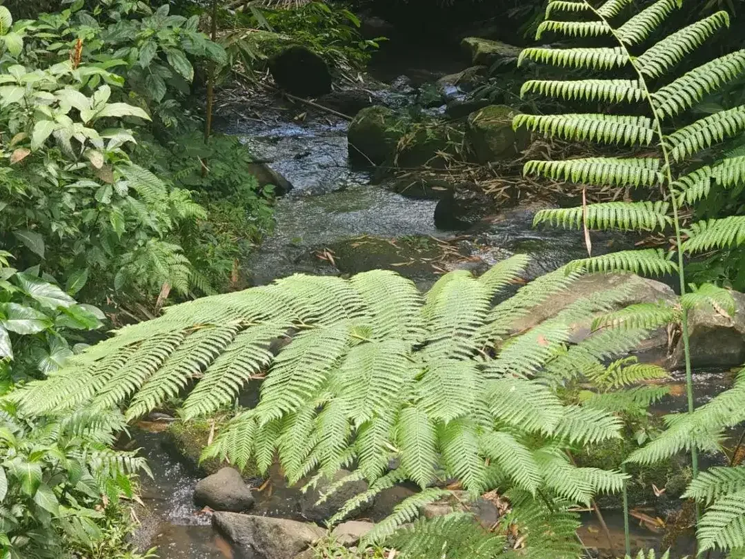jungle river side - Image 8 of 10