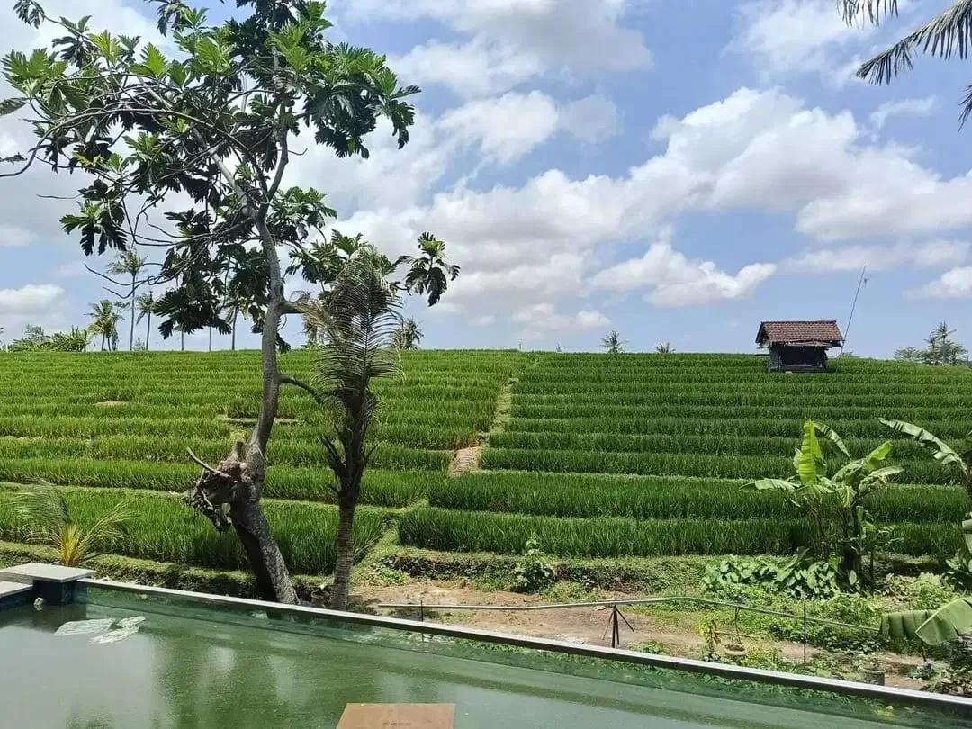 VILLA READY UNIT FURNISHED 2LT VIEW SAWAH LOKASI PERERENAN CANGGU - Image 2 of 10