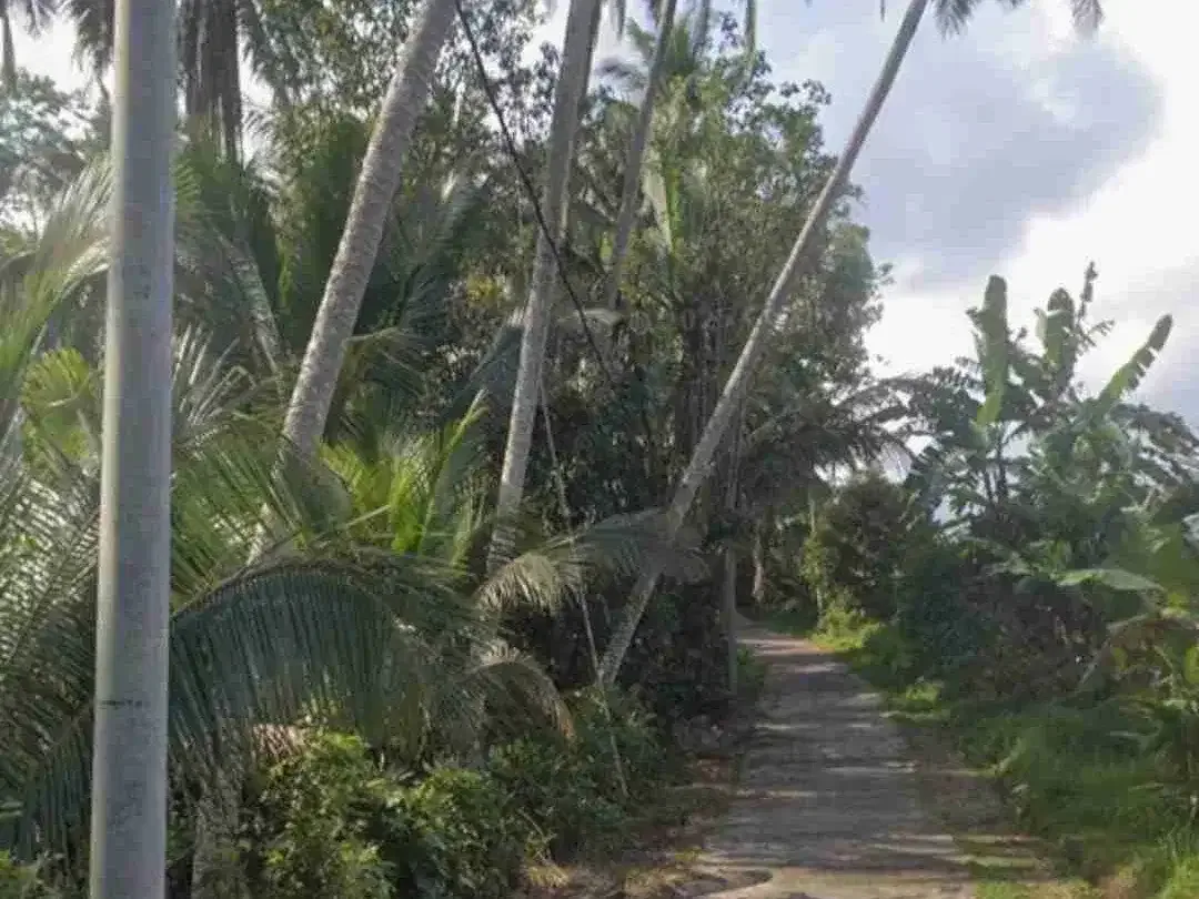 Tanah Kebun Cocok Tanam Durian di Tabanan Bali - Image 3 of 5
