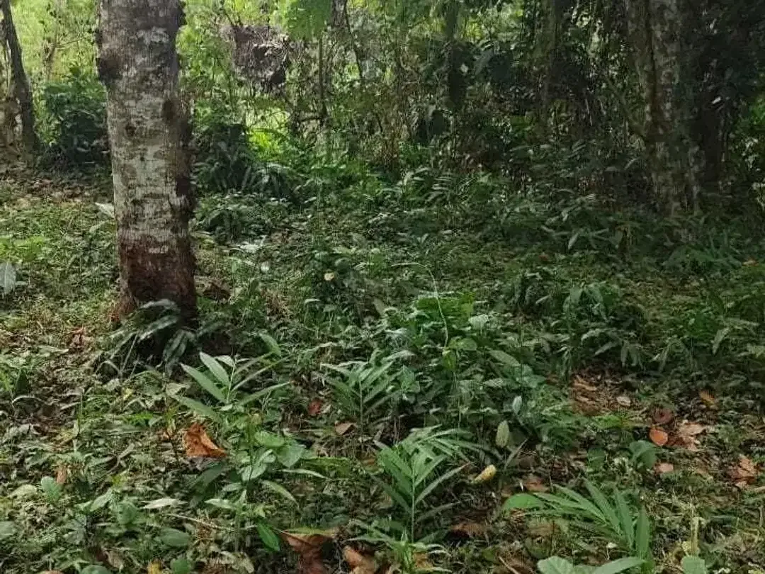 Land for sale in Kaba Kaba, Bali - Image 7 of 8