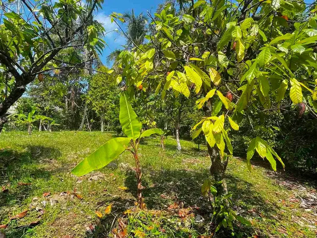 jual kebun manggis luas kecil, 100 meter dari jalan utama antar propinsi denpasar gilimanuk. - Image 4 of 10