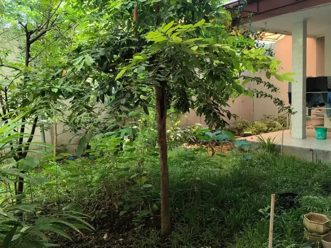 FOR SALE RUMAH MINIMALIS 2LT SANGAT STARTEGIS KAWASAN RENON - Image 3 of 10