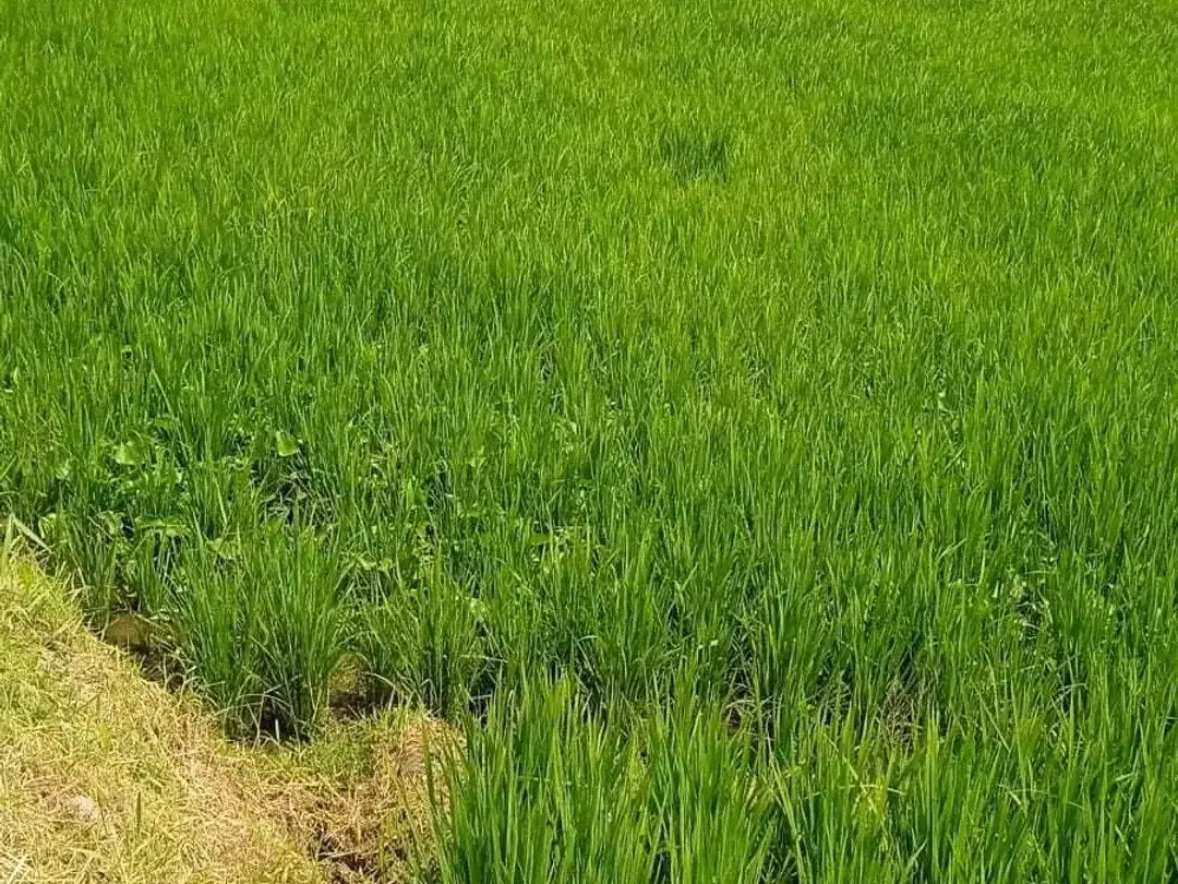 Land for sale in Kerambitan, Bali - Image 5 of 6